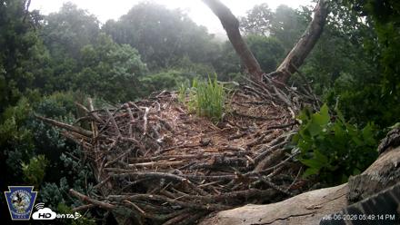 Hanover Eagles Live Cam - Jun 6, 2026, 5:49pm EDT