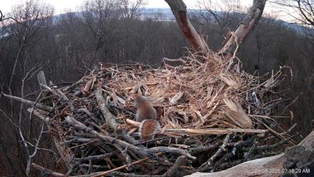Hanover Eagles Live Cam - Jan 8, 2026, 7:19am EST