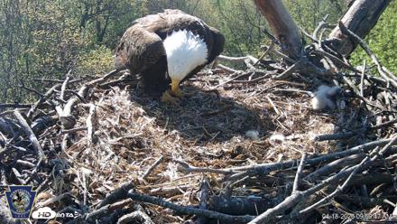 Hanover Eagles Live Cam - Apr 18, 2026, 10:00am EDT