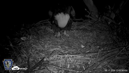 Hanover Eagles Live Cam - Apr 17, 2026, 12:03am EDT