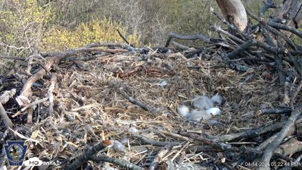 Hanover Eagles Live Cam - Apr 14, 2026, 5:23pm EDT