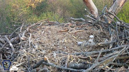 Hanover Eagles Live Cam - Apr 16, 2026, 7:02pm EDT