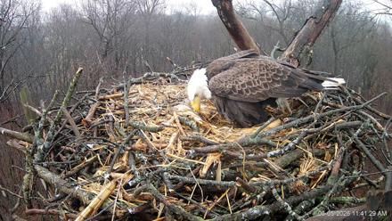Hanover Eagles Live Cam - Mar 5, 2026, 11:42am EST