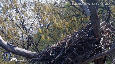 Hanover Eagles Live Cam - Apr 18, 2026, 9:18am EDT