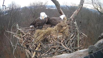 Hanover Eagles Live Cam - Dec 6, 2025, 12:20pm EST
