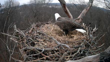Hanover Eagles Live Cam - Jan 3, 2026, 5:10pm EST
