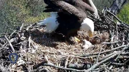 Hanover Eagles Live Cam - Apr 16, 2026, 3:00pm EDT