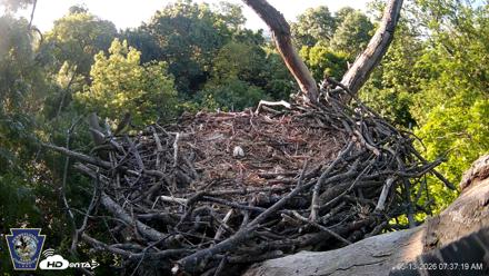 Hanover Eagles Live Cam - May 13, 2026, 7:37am EDT
