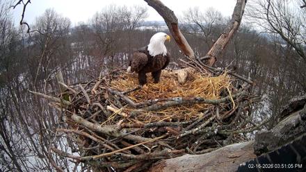 Hanover Eagles Live Cam - Feb 16, 2026, 3:51pm EST