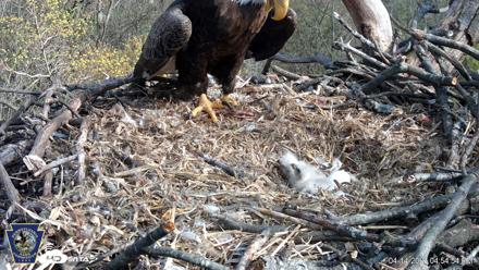 Hanover Eagles Live Cam - Apr 14, 2026, 4:55pm EDT