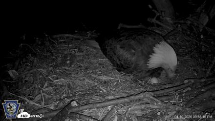 Hanover Eagles Live Cam - Apr 10, 2026, 9:56pm EDT