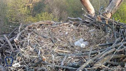 Hanover Eagles Live Cam - Apr 15, 2026, 6:52pm EDT