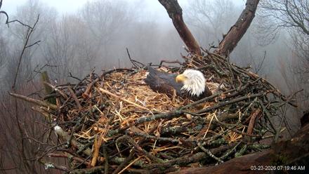 Hanover Eagles Live Cam - Mar 23, 2026, 7:20am EDT