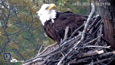 Hanover Eagles Live Cam - Apr 20, 2026, 3:29pm EDT