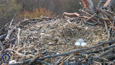 Hanover Eagles Live Cam - Apr 12, 2026, 6:39am EDT