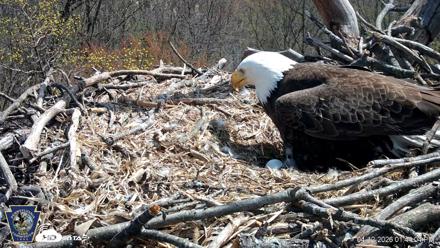 Hanover Eagles Live Cam - Apr 12, 2026, 1:44pm EDT