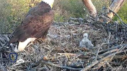 Hanover Eagles Live Cam - Apr 17, 2026, 6:55pm EDT