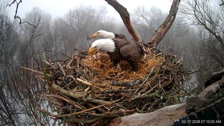 Hanover Eagles Live Cam - Feb 17, 2026, 7:10am EST