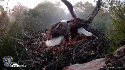 Hanover Eagles Live Cam - Apr 27, 2026, 6:02am EDT