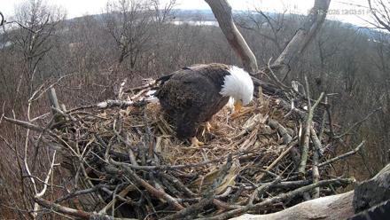 Hanover Eagles Live Cam - Dec 12, 2025, 12:04pm EST