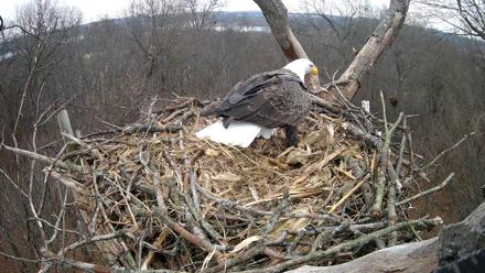 Hanover Eagles Live Cam - Dec 10, 2025, 12:52pm EST
