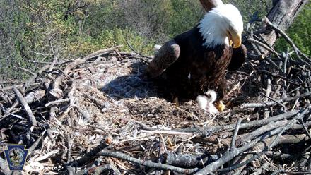 Hanover Eagles Live Cam - Apr 17, 2026, 4:21pm EDT