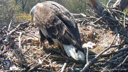 Hanover Eagles Live Cam - Apr 15, 2026, 9:48am EDT
