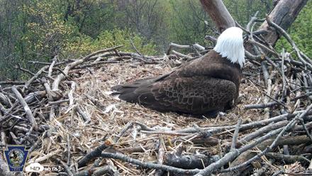 Hanover Eagles Live Cam - Apr 17, 2026, 12:04pm EDT