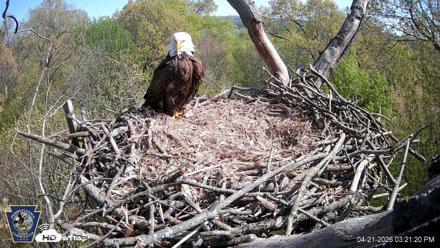 Hanover Eagles Live Cam - Apr 21, 2026, 3:21pm EDT