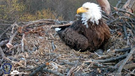 Hanover Eagles Live Cam - Apr 13, 2026, 7:52pm EDT