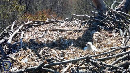 Hanover Eagles Live Cam - Apr 12, 2026, 11:45am EDT