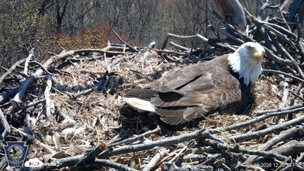 Hanover Eagles Live Cam - Apr 10, 2026, 12:39pm EDT