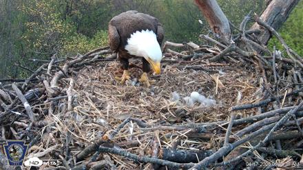 Hanover Eagles Live Cam - Apr 17, 2026, 6:34am EDT