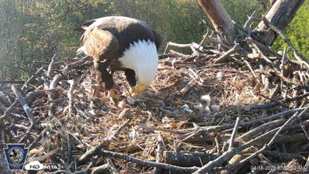 Hanover Eagles Live Cam - Apr 18, 2026, 7:59am EDT