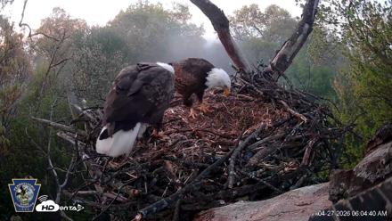 Hanover Eagles Live Cam - Apr 27, 2026, 6:04am EDT