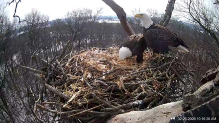 Hanover Eagles Live Cam - Feb 26, 2026, 10:17am EST