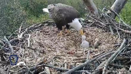 Hanover Eagles Live Cam - Apr 20, 2026, 9:30am EDT