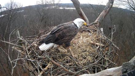 Hanover Eagles Live Cam - Dec 9, 2025, 10:31am EST