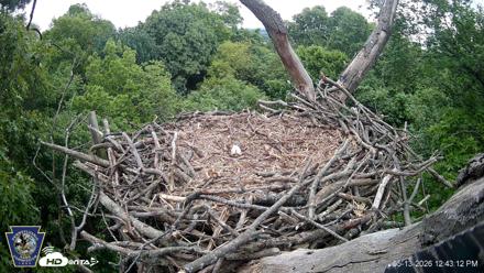 Hanover Eagles Live Cam - May 13, 2026, 12:44pm EDT