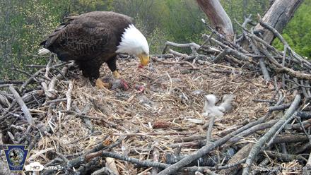 Hanover Eagles Live Cam - Apr 20, 2026, 12:48pm EDT