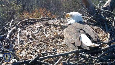 Hanover Eagles Live Cam - Apr 12, 2026, 9:52am EDT
