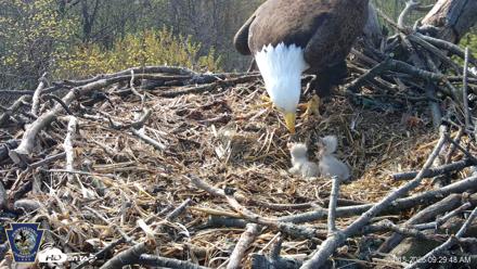 Hanover Eagles Live Cam - Apr 15, 2026, 9:29am EDT