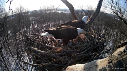 Hanover Eagles Live Cam - Feb 14, 2026, 9:13am EST