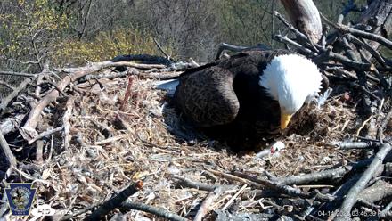 Hanover Eagles Live Cam - Apr 14, 2026, 3:47pm EDT