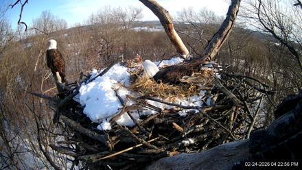 Hanover Eagles Live Cam - Feb 24, 2026, 4:23pm EST