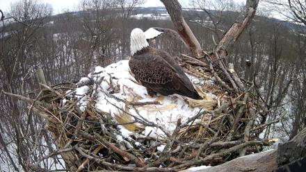 Hanover Eagles Live Cam - Dec 15, 2025, 12:27pm EST