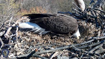 Hanover Eagles Live Cam - Apr 11, 2026, 4:45pm EDT