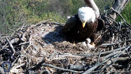 Hanover Eagles Live Cam - Apr 17, 2026, 4:20pm EDT