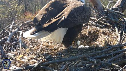 Hanover Eagles Live Cam - Apr 12, 2026, 9:25am EDT