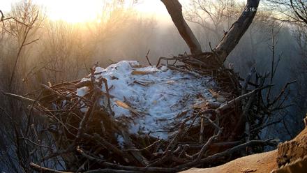 Hanover Eagles Live Cam - Dec 16, 2025, 7:47am EST